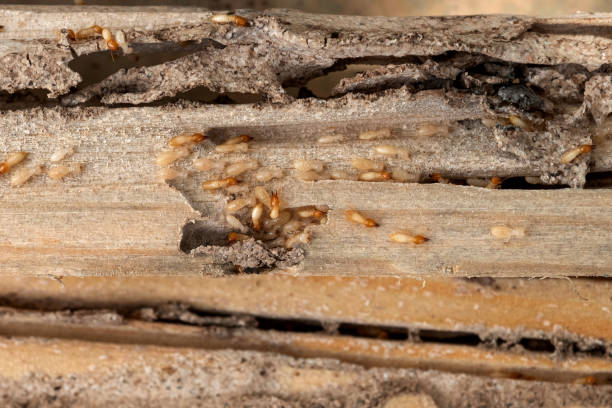 Best Exterminator Services  in Hideo, UT