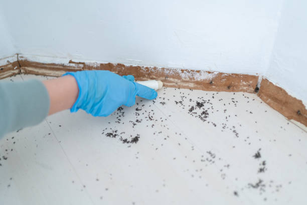 Pest Prevention Services in Hideout, UT